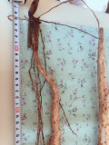 →自然薯の長さは145cm 長さは145cm-自然薯栽培2019
