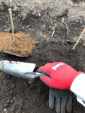 →畑の土で覆う 目印の竹の棒を立てる-自然薯栽培2019
