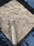 →切り芋苗が届く 切り芋苗が届く-自然薯栽培2019