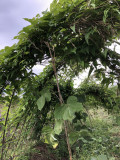 →9月下旬、自然薯の緑のアーチができる 9月下旬-緑のアーチができる-自然薯栽培2019