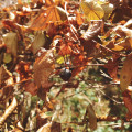 →11月中旬、枯れた葉の中に佇んでいるむかご 11月中旬-枯れた葉の中に佇むむかご-自然薯栽培2019