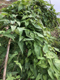 →10月下旬、まだまだ緑一杯に生い茂る自然薯 10月下旬-まだまだ緑一杯に生い茂る-自然薯栽培2019