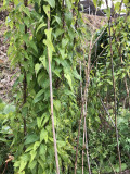 →10月下旬、まだまだ緑を保ち生い茂っている自然薯 10月下旬-まだまだ緑、生い茂っている-自然薯栽培2019