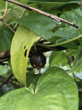 →10月下旬、むかごを発見! 10月下旬-むかごを発見-自然薯栽培2019
