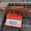 →測定したら1kgオーバー もう一度測定しても1kgオーバー-自然薯栽培2019