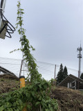 →10月下旬、近くの電柱まで自然薯の蔓が巻き付いている- 10月下旬-近くの電柱まで蔓が巻き付いている-自然薯栽培2019